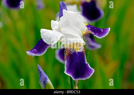 iris wabash Bearded Iris germanica German Iris Rhizomatous white purple colour color bloom flower blossom Stock Photo