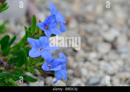 Lithodora diffusa Heavenly Blue Deep blue funnel-shaped flowers evergreen shrub Stock Photo