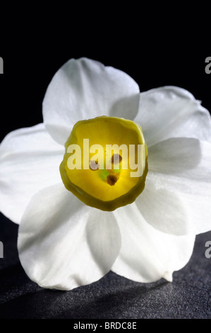 Narcissus minnow Daffodil Division 8 white pale yellow petals yellow cup macro photo Close up black background single one flower Stock Photo
