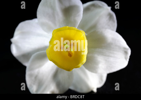 Narcissus minnow Daffodil Division 8 white pale yellow petals yellow cup macro photo Close up black background single one flower Stock Photo