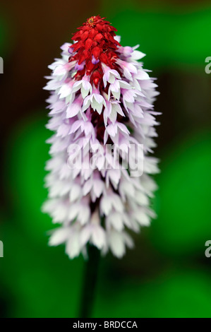 primula vialli orchid primrose flower spike garden plant bloom blooming blossom purple red color colour spring Stock Photo