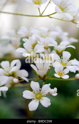 Saxifraga Francis Cade white flowers blooms blossom holarctic perennial herb saxifrages stone-breakers Stock Photo