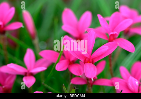 pink flowered rhodohypoxis milloides venetian flower bloom blossom bud Stock Photo