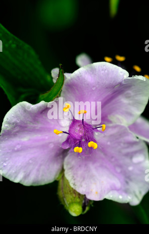 Tradescantia x andersoniana 'Concord Grape' spiderwort perennial plant Stock Photo