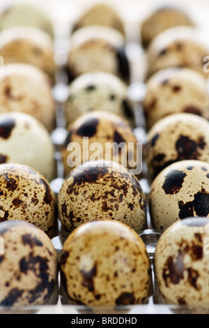 Many small spotted quail eggs in plastic container Stock Photo