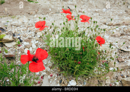 UK Common red Poppies (Papaver rhoeas) growing on disturbed stony ground Stock Photo