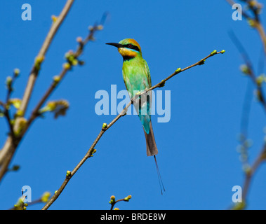 Rainbow Bee-eater perched on branch Stock Photo