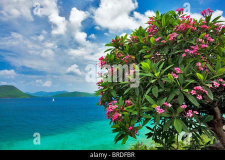 Plumeria in bloom and small sailboat off St. John Island. US Virgin Islands. Virgin Islands National Park. Stock Photo