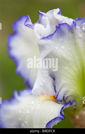 Queen's circle iris close up. Schneider's Gardens. Oregon Stock Photo