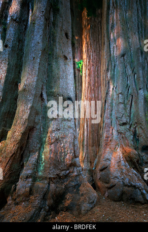 Giant Sequoia (Sequoiadendron giganteum) Sequoia National Park, California Stock Photo