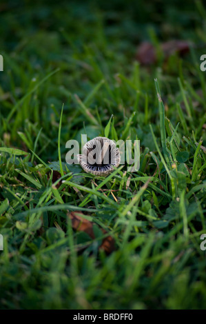 Mushroom in grass, Rouken Glen Park, Glasgow. Stock Photo