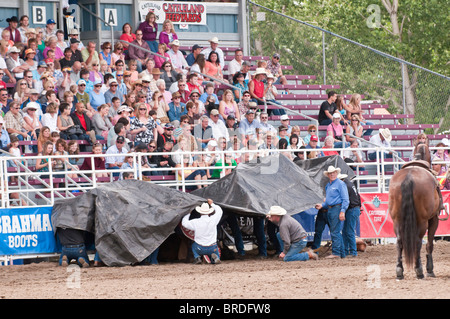 People attend a rodeo saddle bronc injured during Strathmore Heritage Days, Rodeo, Strathmore, Alberta, Canada; horse survived Stock Photo