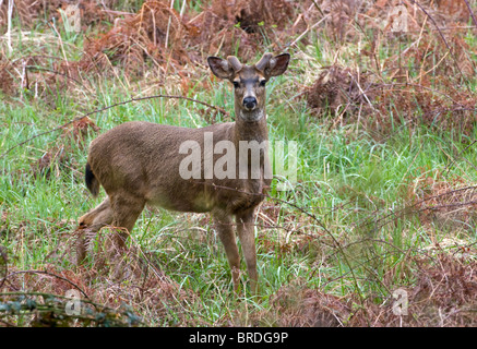 Black-tailed buck in an Oregon forest starting to grow his antlers. Stock Photo