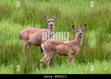 Two female deer in a tall grass field in Oregon. Stock Photo