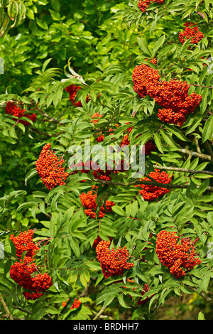 Red berries on European Rowan tree (Sorbus aucuparia) in early Autumn in Sussex, UK Stock Photo