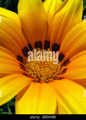 close up of a gazania flower in full bloom Stock Photo