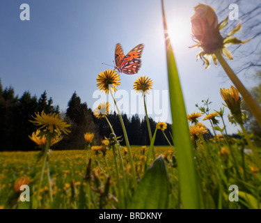 ENVIRONMENTAL CONCEPT: Spring Meadow (Germany/ Bavaria) Stock Photo