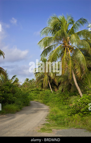 Dirt Road Through The Tropical Jungle Stock Photo