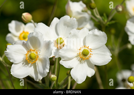 The pure white flowers of Anemone x hybrida Stock Photo - Alamy