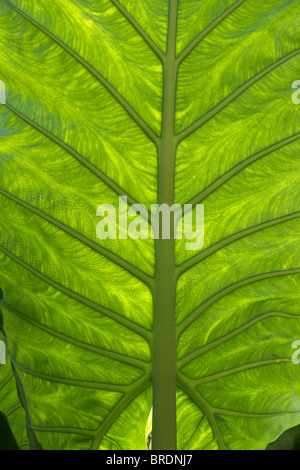 A rear view of the leaf and veining detail of an Alocasia macrorrhiza 'Borneo giant', also known as a giant elephant ear.