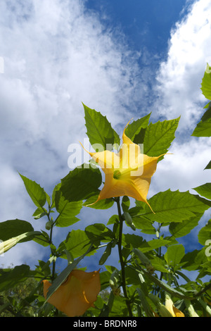 A brugmansia flower blossom, also known as an Angels Trumpet. Stock Photo