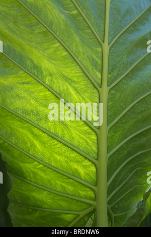 A rear view of the leaf and veining detail of an Alocasia macrorrhiza 'Borneo giant', also known as a giant elephant ear. Stock Photo