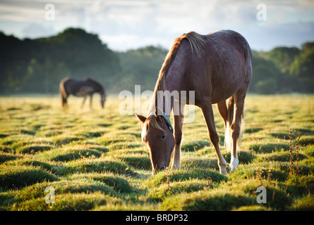 Horses at Sunrise, Balmer Lawn near Brockenhurst, New Forest, Hampshire, England, UK Stock Photo