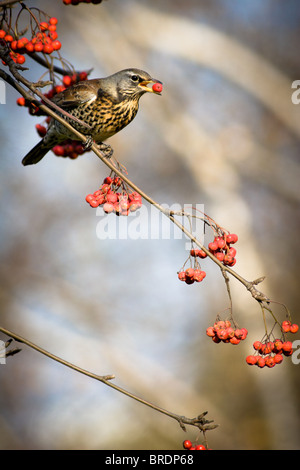 The Fieldfare (Latin name: Turdus pilaris) in the wild nature.