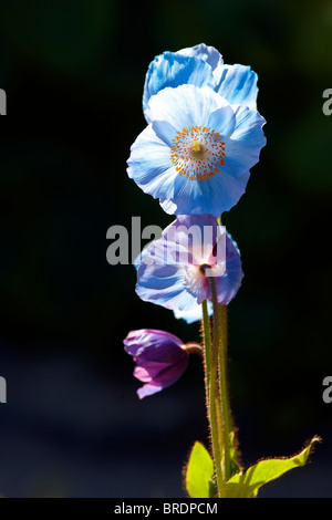 Meconopsis 'Barney's Blue' - Himalayan Blue Poppy Stock Photo