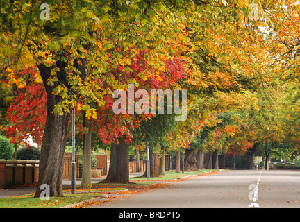 Autumnal tree lined avenue in Royal Leamington Spa, Royal Leamington Spa, Warwickshire, England, UK Stock Photo