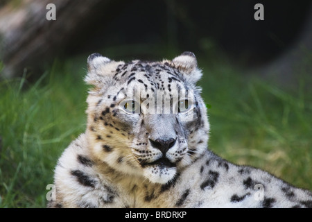 Young snow leopard looking to the right with a soft focus green grass background Stock Photo