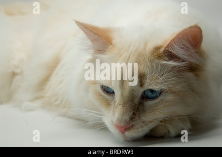 White cat with blue eyes lounging on white background Stock Photo