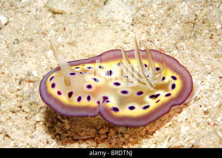 a bright and colorful sea slug nudibranch, Chromodoris kuniei. Uepi, Solomon Islands Stock Photo