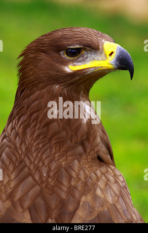 Steppe Eagle; Aquila nipalensis; Stock Photo