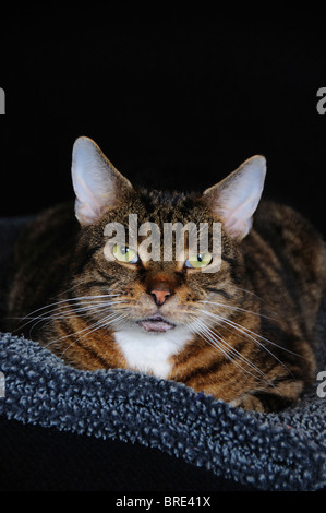 A beautiful tabby cat resting on a grey blanket. Somerset, UK August 2010 Stock Photo