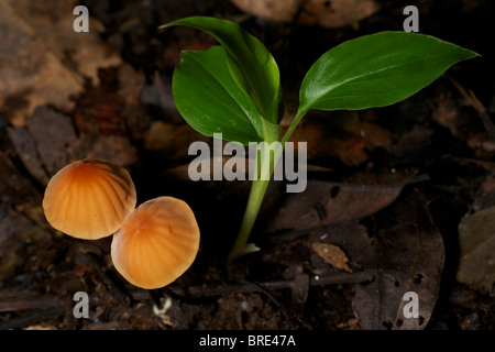 A Mycena species fungi in Thailand. Mycena is a large genus of small saprotrophic mushrooms Stock Photo