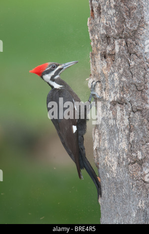 Pileated Woodpecker (Dryocupus pileatus) - Female on a tree trunk Stock Photo