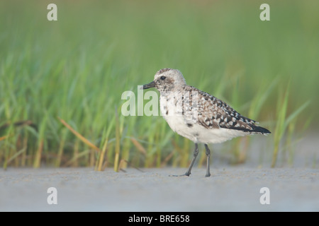 Black-bellied Plover (Pluvialis squatarola) standing on sand near beach grass Stock Photo