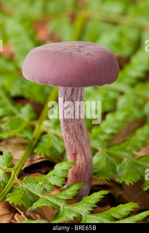 The Amethyst Deceiver mushroom (laccaria amethystina)