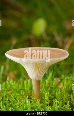 Infundibulicybe mushroom (Clitocybe gibba) Stock Photo
