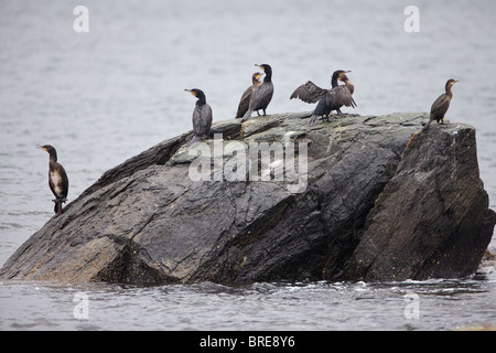 Cormorants on a rock outside the island Runde on the west coast of Norway Stock Photo