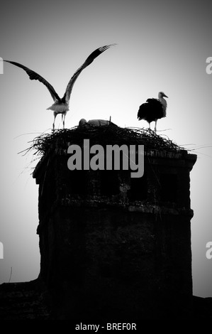 Romania, Transylvania Sibiu. Storks in nest on a roof Stock Photo