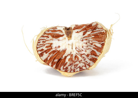 betel nut on a white background Stock Photo
