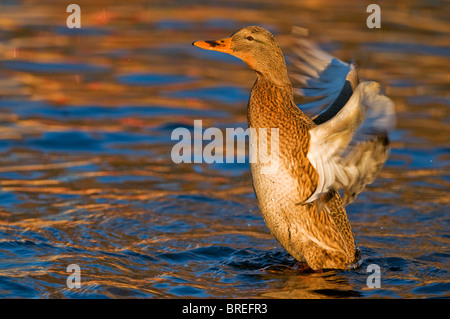 Mallard (Anas platyrhynchos), female flapping its wings, Tiveden National Park, Sweden, Scandinavia, Europe Stock Photo