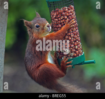 Close-up of Red squirrel on garden bird peanut feeder in Cumbria in the north-west of England Stock Photo