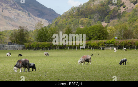 Herdwick sheep grazing at Rosthwaite in Borrowdale, the English Lake District Stock Photo