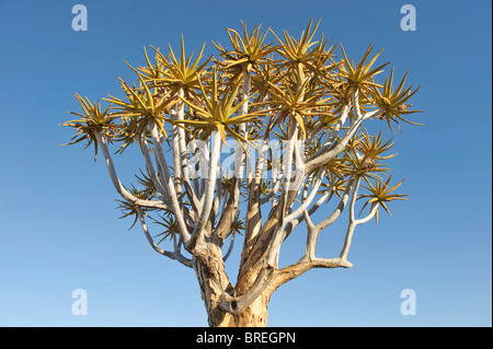 Quiver Tree (Aloe dichotoma) in Quiver Tree forest at the Garas Camp near Keetmanshoop, Namibia, Africa Stock Photo