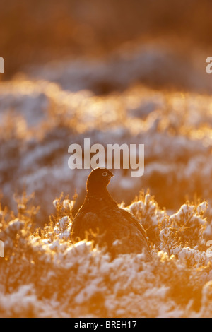 Red Grouse (Lagopus lagopus scottica) backlit sitting among snow covered heather in golden light Stock Photo