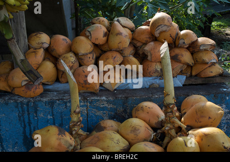 Coconuts for sale in Sri Lanka Stock Photo