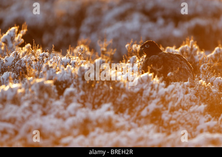 Red Grouse (Lagopus lagopus scotica) backlit sitting among snow covered heather in golden light Stock Photo